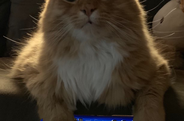 Episode 57 – Of Cats And Cage